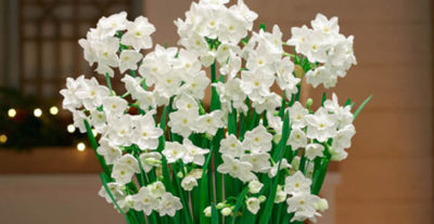 narcissus holiday decorating ideas