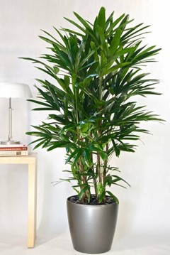Attractive Lady Palm plant thrives indoors