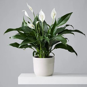 Dark green leaves and white flowers on a Peace Lily