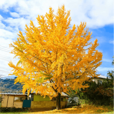 Planting a colorful gingko tree is a one of 8 simple things you can do to help the Earth
