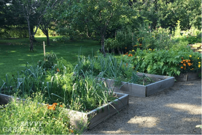 Southern gardeners use raised home garden beds successfully