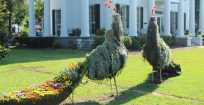 Carrie Fitts peacock topiaries